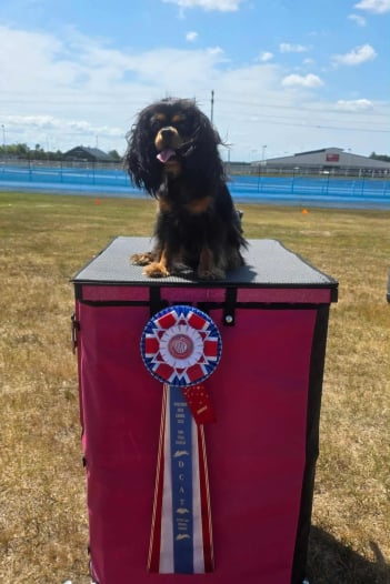 Mobirise Website Builder